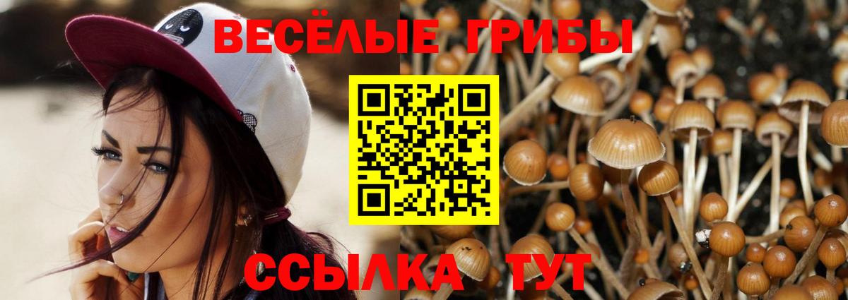 Псилоцибиновые грибы Psilocybine cubensis  продажа наркотиков  Бердск  Вход с VPN 